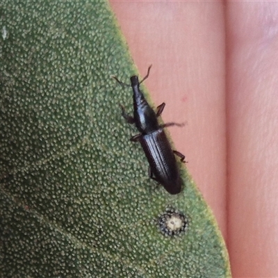 Brentini (tribe) (A brentid weevil) at Burnside, QLD - 19 Jan 2025 by clarehoneydove