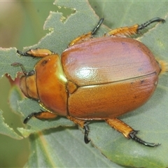 Anoplognathus montanus (Montane Christmas beetle) at Yaouk, NSW - 22 Jan 2025 by Harrisi