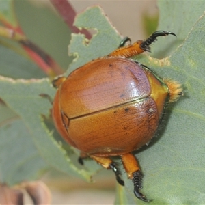 Anoplognathus montanus at suppressed - suppressed