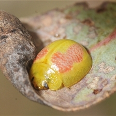 Paropsisterna fastidiosa (Eucalyptus leaf beetle) at Yaouk, NSW - 22 Jan 2025 by Harrisi