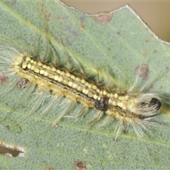 Uraba lugens (Gumleaf Skeletonizer) at Yaouk, NSW - 22 Jan 2025 by Harrisi