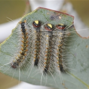 Unidentified Moth (Lepidoptera) at Yaouk, NSW by Harrisi