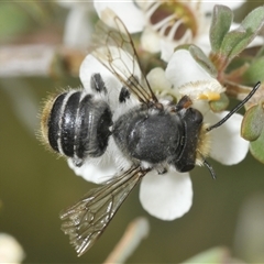 Megachile (Eutricharaea) maculariformis at Yaouk, NSW - 22 Jan 2025 by Harrisi