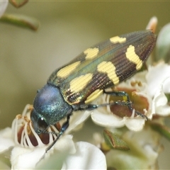 Castiarina flavopurpurea (A Jewel Beetle) at Yaouk, NSW - 22 Jan 2025 by Harrisi