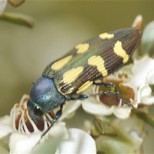 Castiarina flavopurpurea (A Jewel Beetle) at Yaouk, NSW by Harrisi