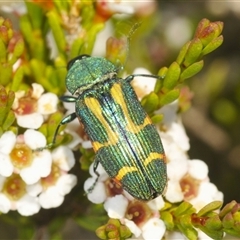 Castiarina flavoviridis (A jewel beetle) at Smiggin Holes, NSW - 21 Jan 2025 by Harrisi