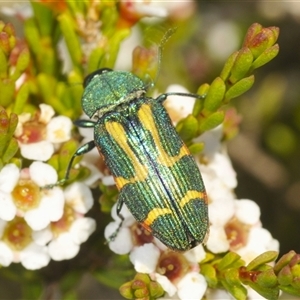 Castiarina flavoviridis at Smiggin Holes, NSW - 21 Jan 2025 02:51 PM