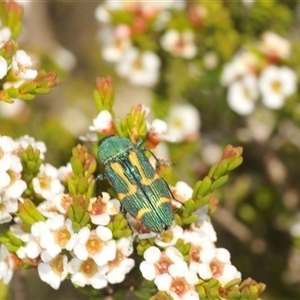 Castiarina flavoviridis at Smiggin Holes, NSW - 21 Jan 2025 02:51 PM