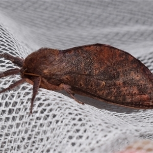 Elhamma australasiae (A Swift or Ghost moth (hepialidae)) at Jerrabomberra, NSW by DianneClarke