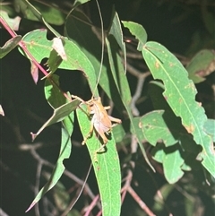 Gryllacrididae (family) (Wood, Raspy or Leaf Rolling Cricket) at Hartley, NSW - 6 Nov 2024 by SimonDunstan