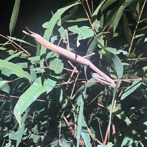 Unidentified Stick insect (Phasmatodea) at Hartley, NSW by SimonDunstan