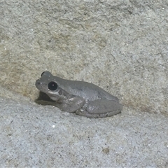 Unidentified Frog at Hartley, NSW - 6 Nov 2024 by SimonDunstan