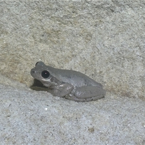 Unidentified Frog at Hartley, NSW by SimonDunstan