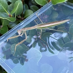 Tenodera australasiae (Purple-winged mantid) at Kangaroo Valley, NSW - 28 Jan 2025 by lbradley