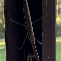 Tenodera australasiae at Kangaroo Valley, NSW - suppressed