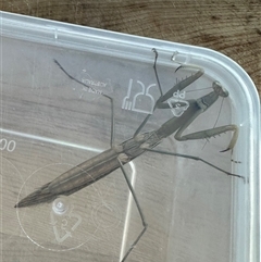 Tenodera australasiae at Kangaroo Valley, NSW - suppressed