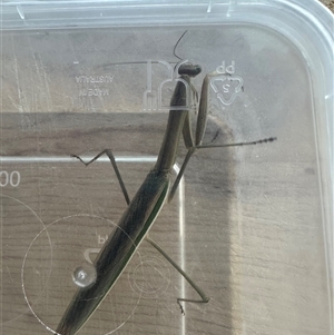 Tenodera australasiae at Kangaroo Valley, NSW - suppressed