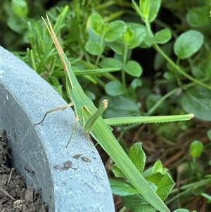 Acrida conica (Giant green slantface) at Weetangera, ACT by SarahE