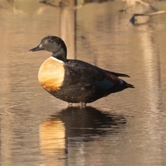 Tadorna tadornoides (Australian Shelduck) at Throsby, ACT - 27 Jan 2025 by rawshorty