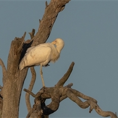 Platalea flavipes (Yellow-billed Spoonbill) at Throsby, ACT - 28 Jan 2025 by rawshorty