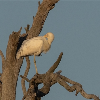 Platalea flavipes (Yellow-billed Spoonbill) at Throsby, ACT - 27 Jan 2025 by rawshorty