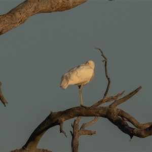 Platalea flavipes at Throsby, ACT - 28 Jan 2025 06:53 AM