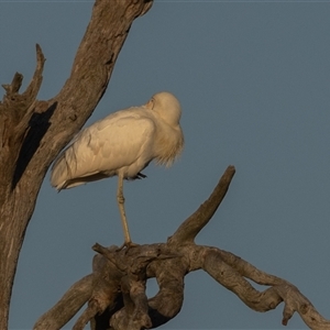 Platalea flavipes at Throsby, ACT - 28 Jan 2025 06:53 AM