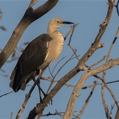 Ardea pacifica (White-necked Heron) at Throsby, ACT - 28 Jan 2025 by rawshorty