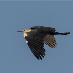 Ardea pacifica at Throsby, ACT - 28 Jan 2025 07:04 AM