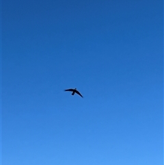 Zanda funerea (Yellow-tailed Black-Cockatoo) at Theodore, ACT - 27 Jan 2025 by IHendy01