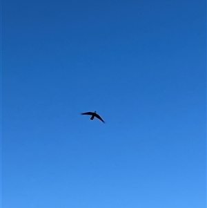 Zanda funerea (Yellow-tailed Black-Cockatoo) at Theodore, ACT by IHendy01