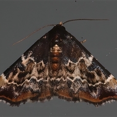 Corgatha sideropasta (Brown Hookwing) at Ainslie, ACT - 27 Jan 2025 by jb2602