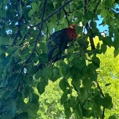 Callocephalon fimbriatum (Gang-gang Cockatoo) at Yarralumla, ACT - 29 Jan 2025 by Sentiant