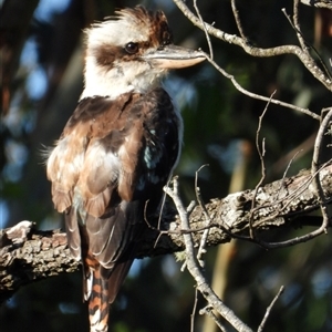 Dacelo novaeguineae (Laughing Kookaburra) at Orangeville, NSW by belleandjason