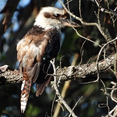 Dacelo novaeguineae at Orangeville, NSW - 28 Jan 2025 08:59 AM