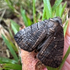 Austroterpna undescribed species at Emerald, VIC - 21 Jan 2025 by GlossyGal