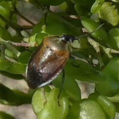 Monteithiella humeralis (Pittosporum shield bug) at Queanbeyan West, NSW - 27 Jan 2025 by Paul4K