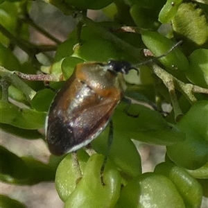 Monteithiella humeralis (Pittosporum shield bug) at Queanbeyan West, NSW by Paul4K