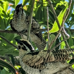 Eudynamys orientalis (Pacific Koel) at Acton, ACT - 27 Jan 2025 by HelenCross