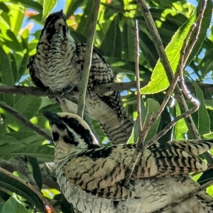 Eudynamys orientalis (Pacific Koel) at Acton, ACT by HelenCross