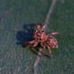 Unidentified Spider at Elands, NSW - 20 Jan 2025 by Jek