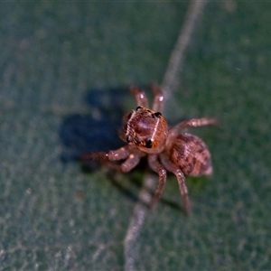 Unidentified Spider at Elands, NSW by Jek