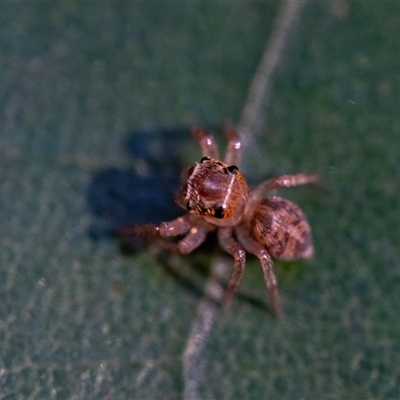 Unidentified Spider at Elands, NSW - 20 Jan 2025 by Jek