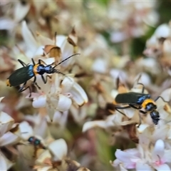 Chauliognathus lugubris (Plague Soldier Beetle) at Acton, ACT - 27 Jan 2025 by Mike