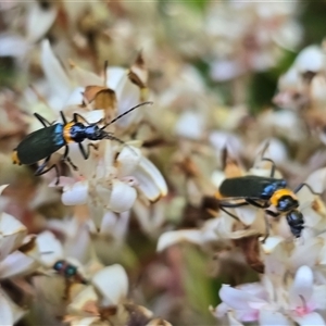 Chauliognathus lugubris (Plague Soldier Beetle) at Acton, ACT by Mike