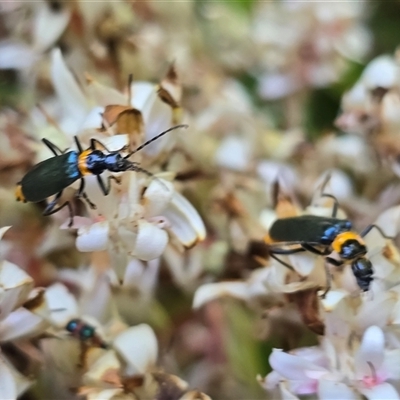 Chauliognathus lugubris (Plague Soldier Beetle) at Acton, ACT - 27 Jan 2025 by Mike