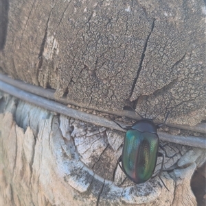 Chalcopteroides cupripennis at Moorwatha, NSW by Darcy