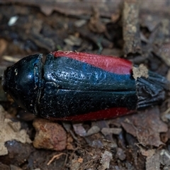 Metaxymorpha grayii (A Jewel Beetle) at Elands, NSW - 21 Jan 2025 by Jek