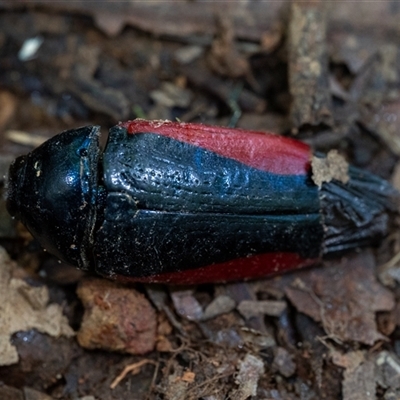 Metaxymorpha grayii (A Jewel Beetle) at Elands, NSW - 21 Jan 2025 by Jek