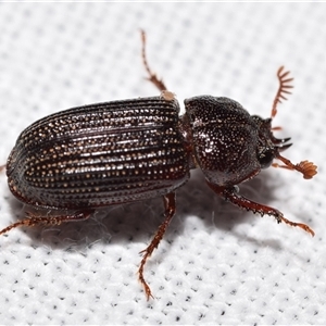 Syndesus cornutus at Jerrabomberra, NSW - suppressed